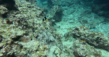 武藤潜水に投稿された画像（2023/4/20）