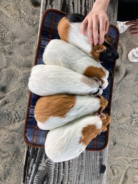 牧歌の里に投稿された画像（2023/4/20）