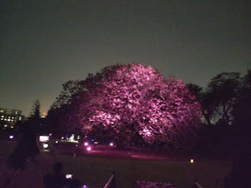 NAKED 桜の新宿御苑 2023に投稿された画像（2023/4/20）