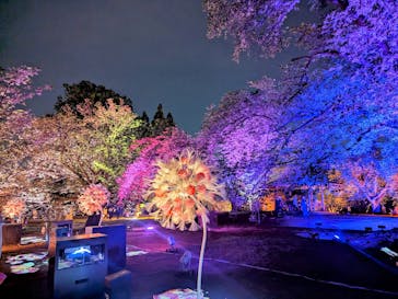 NAKED 桜の新宿御苑 2023に投稿された画像（2023/4/20）