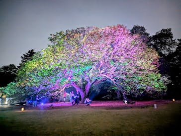 NAKED 桜の新宿御苑 2023に投稿された画像（2023/4/20）