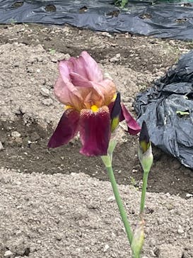 浅草ROX まつり湯に投稿された画像（2023/4/20）