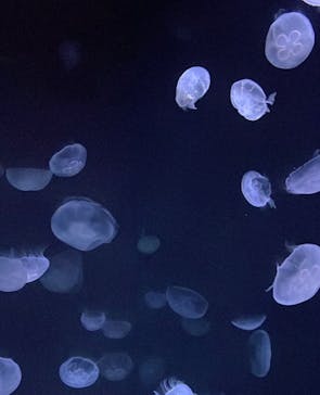 サンシャイン水族館に投稿された画像（2023/4/20）