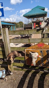 まかいの牧場に投稿された画像（2023/4/20）