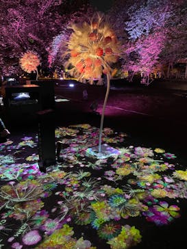 NAKED 桜の新宿御苑 2023に投稿された画像（2023/4/20）