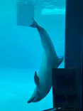 名古屋港水族館に投稿された画像（2023/4/20）