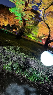 NAKED 桜の新宿御苑 2023に投稿された画像（2023/4/20）