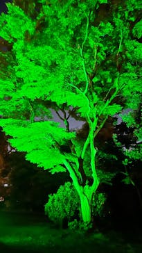 NAKED 桜の新宿御苑 2023に投稿された画像（2023/4/20）