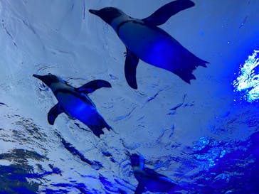 サンシャイン水族館に投稿された画像（2023/4/20）