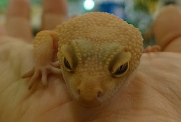 いきもの探検隊湘南に投稿された画像（2023/4/21）