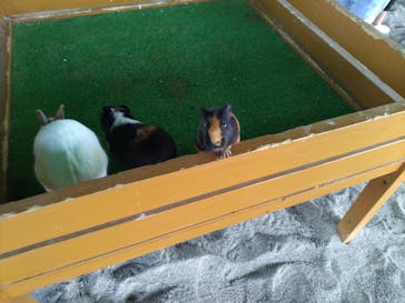 牧歌の里に投稿された画像（2023/4/21）