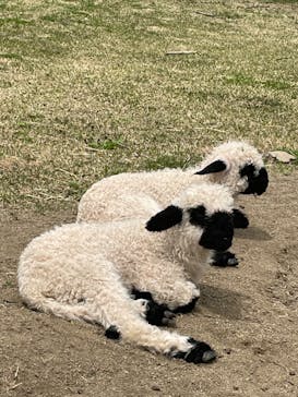 那須どうぶつ王国に投稿された画像（2023/4/21）