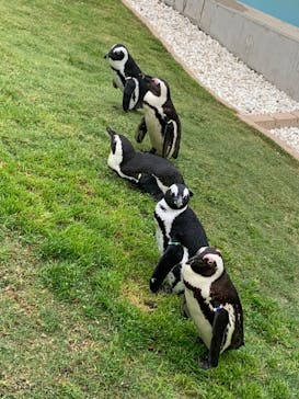 マリンワールド海の中道に投稿された画像（2023/4/21）