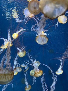 新江ノ島水族館に投稿された画像（2023/4/21）