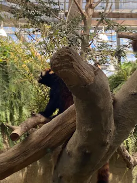 神戸どうぶつ王国に投稿された画像（2023/4/21）