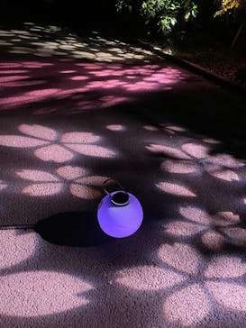 NAKED 桜の新宿御苑 2023に投稿された画像（2023/4/21）