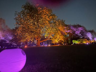 NAKED 桜の新宿御苑 2023に投稿された画像（2023/4/21）