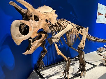 特別展「恐竜博2023」に投稿された画像（2023/4/21）