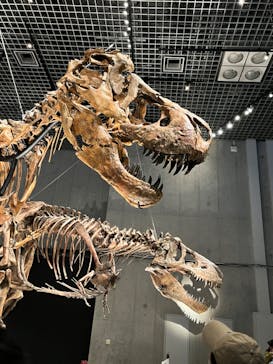 特別展「恐竜博2023」に投稿された画像（2023/4/21）