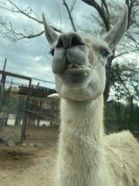 那須サファリパークに投稿された画像（2023/4/21）