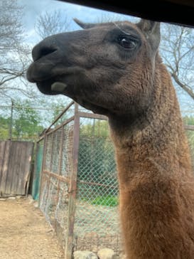 那須サファリパークに投稿された画像（2023/4/21）