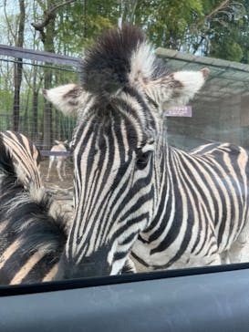 那須サファリパークに投稿された画像（2023/4/21）