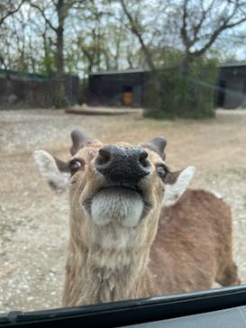 那須サファリパークに投稿された画像（2023/4/21）