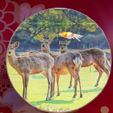 NARA KINGYO MUSEUMに投稿された画像（2023/4/21）