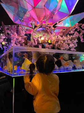 NARA KINGYO MUSEUMに投稿された画像（2023/4/21）