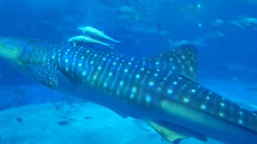 沖縄美ら海水族館に投稿された画像（2023/4/20）