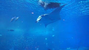 沖縄美ら海水族館に投稿された画像（2023/4/20）