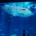 アクアワールド茨城県大洗水族館に投稿された画像（2023/4/22）