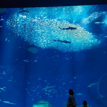 アクアワールド茨城県大洗水族館に投稿された画像（2023/4/21）