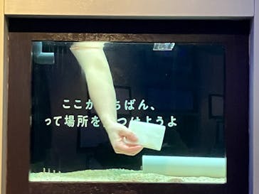 横浜開運水族館 フォーチュンアクアリウムに投稿された画像（2023/4/21）