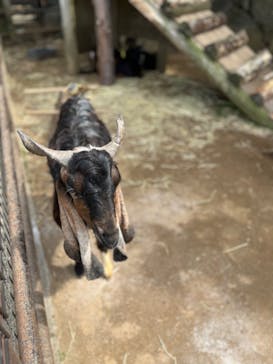 伊豆シャボテン動物公園に投稿された画像（2023/4/22）