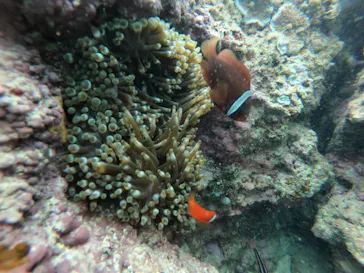 武藤潜水に投稿された画像（2023/4/22）