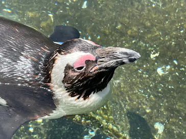 神戸どうぶつ王国に投稿された画像（2023/4/22）