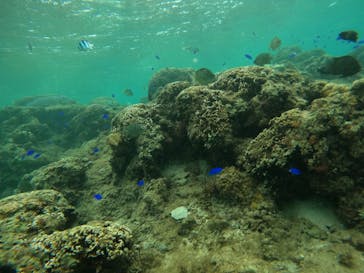 沖縄マリンサービス碧に投稿された画像（2023/4/22）