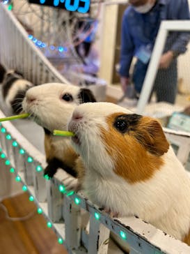 アニタッチみなとみらいに投稿された画像（2023/4/22）