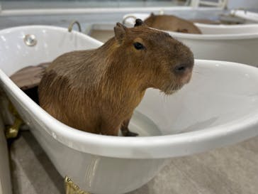 アニタッチみなとみらいに投稿された画像（2023/4/22）