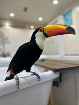 アニタッチみなとみらいに投稿された画像（2023/4/22）