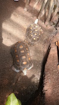 那須どうぶつ王国に投稿された画像（2023/4/22）