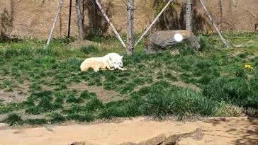 那須どうぶつ王国に投稿された画像（2023/4/22）