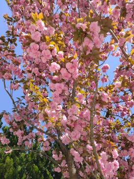 NESTA RESORT KOBE（ネスタリゾート神戸）に投稿された画像（2023/4/22）