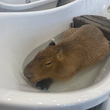 アニタッチみなとみらいに投稿された画像（2023/4/22）