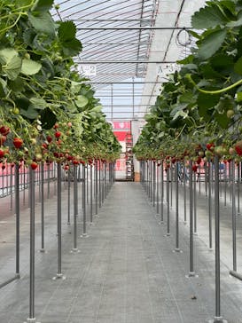 ストロベリーファームBERRY BERRY BERRYに投稿された画像（2023/4/22）