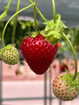ストロベリーファームBERRY BERRY BERRYに投稿された画像（2023/4/22）