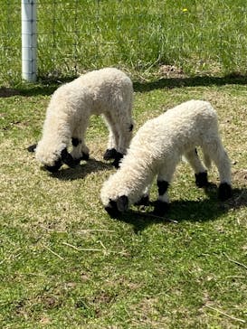 那須どうぶつ王国に投稿された画像（2023/4/22）