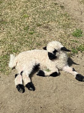 那須どうぶつ王国に投稿された画像（2023/4/22）