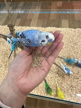 いきもの探検隊湘南に投稿された画像（2023/4/22）